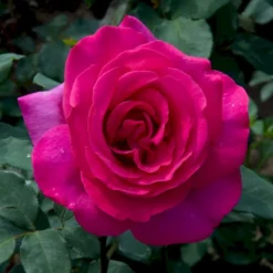 'Parole'® Rosa X 'Parole'® (Storblomstrende) A-Kvalitet,- Barrods Roser Min. 3 Grene -GrønGlæde Salgsbutik p35329 53622 rosa x parole storblomstrende db95