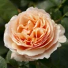 'Tropicana'® Rosa X 'Tropicana'® (Storblomstrende) A-Kvalitet,- Barrods Roser Min. 3 Grene