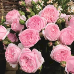 'Voyage'® Rosa X 'Voyage'® (Storblomstrende) A-Kvalitet,- Barrods Roser Min. 3 Grene 5 'Voyage'® Rosa X 'Voyage'® (Storblomstrende) A-Kvalitet,- Barrods Roser Min. 3 Grene -GrønGlæde Salgsbutik p35334 53995 rosa x voyage storblomstrende ae77