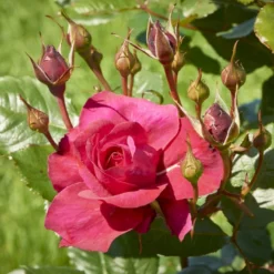 'Aveline™ Renaissance'® Rosa X 'Aveline™ Renaissance'® (Renaissancerose) A-Kvalitet,- Barrods Roser Min. 3 Grene -GrønGlæde Salgsbutik p35342 52097 rosa x aveline renaissance renaissancerose 16f4
