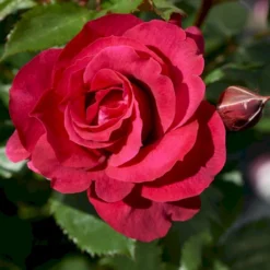 'Aveline™ Renaissance'® Rosa X 'Aveline™ Renaissance'® (Renaissancerose) A-Kvalitet,- Barrods Roser Min. 3 Grene -GrønGlæde Salgsbutik p35342 52098 rosa x aveline renaissance renaissancerose 5ad8