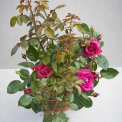 'Aveline™ Renaissance'® Rosa X 'Aveline™ Renaissance'® (Renaissancerose) A-Kvalitet,- Barrods Roser Min. 3 Grene -GrønGlæde Salgsbutik p35342 52099 rosa x aveline renaissance renaissancerose 0ec6