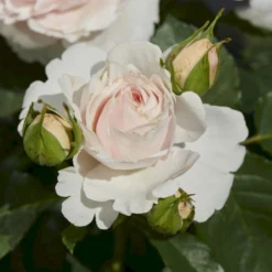 'Anna Ancher™ Renaissance'® Rosa X 'Anna Ancher™ Renaissance'® (Renaissancerose) A-Kvalitet,- Barrods Roser Min. 3 Grene