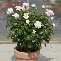 'Baroniet Rosendal™ Renaissance'® Rosa X 'Baroniet Rosendal™ Renaissance'® (Renaissancerose) A-Kvalitet,- Barrods Roser Min. 3 Grene -GrønGlæde Salgsbutik p35344 52110 rosa x baroniet rosendal renaissance renaissancerose 84b2
