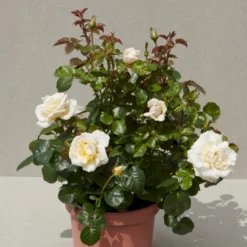 'Baroniet Rosendal™ Renaissance'® Rosa X 'Baroniet Rosendal™ Renaissance'® (Renaissancerose) A-Kvalitet,- Barrods Roser Min. 3 Grene -GrønGlæde Salgsbutik p35344 52111 rosa x baroniet rosendal renaissance renaissancerose beec