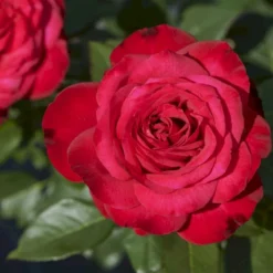 'Birthe Kjær™ Renaissance'® Rosa X 'Birthe Kjær™ Renaissance'® (Renaissancerose) A-Kvalitet,- Barrods Roser Min. 3 Grene -GrønGlæde Salgsbutik p35345 52117 rosa x birthe kjaer renaissance renaissancerose fbad