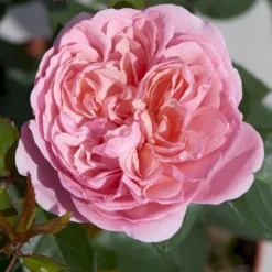 'Joleen™ Renaissance'® Rosa X 'Joleen™ Renaissance'® (Renaissancerose) A-Kvalitet,- Barrods Roser Min. 3 Grene -GrønGlæde Salgsbutik p35346 52148 rosa x joleen renaissance renaissancerose 53fc