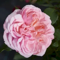 'Joleen™ Renaissance'® Rosa X 'Joleen™ Renaissance'® (Renaissancerose) A-Kvalitet,- Barrods Roser Min. 3 Grene -GrønGlæde Salgsbutik p35346 52149 rosa x joleen renaissance renaissancerose 32cf