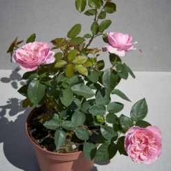 'Joleen™ Renaissance'® Rosa X 'Joleen™ Renaissance'® (Renaissancerose) A-Kvalitet,- Barrods Roser Min. 3 Grene -GrønGlæde Salgsbutik p35346 52150 rosa x joleen renaissance renaissancerose 8470