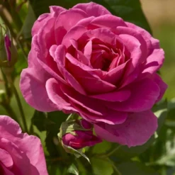 'Lea™ Renaissance'® Rosa X 'Lea™ Renaissance'® (Renaissancerose) A-Kvalitet,- Barrods Roser Min. 3 Grene -GrønGlæde Salgsbutik p35348 52155 rosa x lea renaissance renaissancerose 07ab