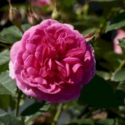 'Lea™ Renaissance'® Rosa X 'Lea™ Renaissance'® (Renaissancerose) A-Kvalitet,- Barrods Roser Min. 3 Grene -GrønGlæde Salgsbutik p35348 52156 rosa x lea renaissance renaissancerose 16db