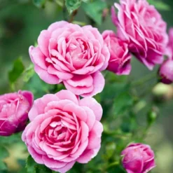 'Lea™ Renaissance'® Rosa X 'Lea™ Renaissance'® (Renaissancerose) A-Kvalitet,- Barrods Roser Min. 3 Grene -GrønGlæde Salgsbutik p35348 52157 rosa x lea renaissance renaissancerose 23b7