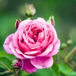 'Lea™ Renaissance'® Rosa X 'Lea™ Renaissance'® (Renaissancerose) A-Kvalitet,- Barrods Roser Min. 3 Grene -GrønGlæde Salgsbutik p35348 52158 rosa x lea renaissance renaissancerose 4179