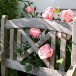 'Lilo™ Renaissance'® Rosa X 'Lilo™ Renaissance'® (Renaissancerose) A-Kvalitet,- Barrods Roser Min. 3 Grene