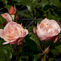 'Lilo™ Renaissance'® Rosa X 'Lilo™ Renaissance'® (Renaissancerose) A-Kvalitet,- Barrods Roser Min. 3 Grene -GrønGlæde Salgsbutik p35349 52161 rosa x lilo renaissance renaissancerose 18b2