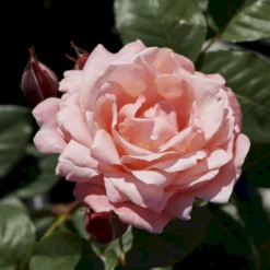 'Lilo™ Renaissance'® Rosa X 'Lilo™ Renaissance'® (Renaissancerose) A-Kvalitet,- Barrods Roser Min. 3 Grene -GrønGlæde Salgsbutik p35349 52162 rosa x lilo renaissance renaissancerose e0cf