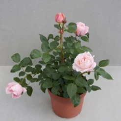'Lilo™ Renaissance'® Rosa X 'Lilo™ Renaissance'® (Renaissancerose) A-Kvalitet,- Barrods Roser Min. 3 Grene -GrønGlæde Salgsbutik p35349 52163 rosa x lilo renaissance renaissancerose 4c82