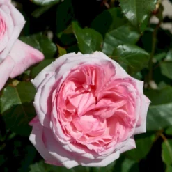 'Marlis™ Renaissance'® Rosa X 'Marlis™ Renaissance'® (Renaissancerose) A-Kvalitet,- Barrods Roser Min. 3 Grene