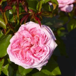 'Marlis™ Renaissance'® Rosa X 'Marlis™ Renaissance'® (Renaissancerose) A-Kvalitet,- Barrods Roser Min. 3 Grene -GrønGlæde Salgsbutik p35350 52168 rosa x marlis renaissance renaissancerose 38ab