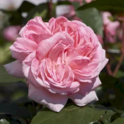 'Marlis™ Renaissance'® Rosa X 'Marlis™ Renaissance'® (Renaissancerose) A-Kvalitet,- Barrods Roser Min. 3 Grene -GrønGlæde Salgsbutik p35350 52169 rosa x marlis renaissance renaissancerose d986