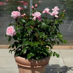 'Marlis™ Renaissance'® Rosa X 'Marlis™ Renaissance'® (Renaissancerose) A-Kvalitet,- Barrods Roser Min. 3 Grene -GrønGlæde Salgsbutik p35350 52170 rosa x marlis renaissance renaissancerose b1a3