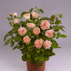 'Mathilde™ Renaissance'® Rosa X 'Mathilde™ Renaissance'® (Renaissancerose) A-Kvalitet,- Barrods Roser Min. 3 Grene -GrønGlæde Salgsbutik p35351 52172 rosa x mathilde renaissance renaissancerose f712