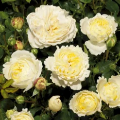 'Nina™ Renaissance'® Rosa X 'Nina™ Renaissance'® (Renaissancerose) A-Kvalitet,- Barrods Roser Min. 3 Grene -GrønGlæde Salgsbutik p35352 52188 rosa x nina renaissance renaissancerose 4351