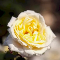 'Nina™ Renaissance'® Rosa X 'Nina™ Renaissance'® (Renaissancerose) A-Kvalitet,- Barrods Roser Min. 3 Grene -GrønGlæde Salgsbutik p35352 52189 rosa x nina renaissance renaissancerose 907e