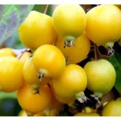 Paradisæble 'Golden Henry' Malus 'Golden Henry' Solitær Busk 200-250 Cm., Med Klump -GrønGlæde Salgsbutik p35378 36835 malus golden henry f2bb