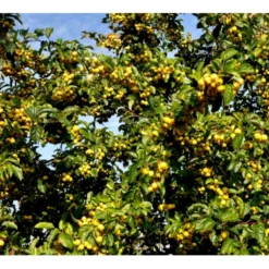 Paradisæble 'Golden Henry' Malus 'Golden Henry' Solitær Busk 200-250 Cm., Med Klump -GrønGlæde Salgsbutik p35378 36836 malus golden henry 8d39