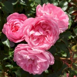 'CPH Garden In Bloom'™ Rosa X 'CPH Garden In Bloom'™ (Bunddækkerose) A-Kvalitet,- Barrods Roser Min. 3 Grene
