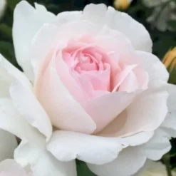 'Emmelie De Forest Forever'™ Rosa X 'Emmelie De Forest Forever'™ (Buketrose) A-Kvalitet,- Barrods Roser Min. 3 Grene -GrønGlæde Salgsbutik p35394 51468 rosa x emmelie de forest forever buketrose 9b4f