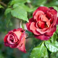 'Hot Chocolate' Rosa X 'Hot Chocolate' (Buketrose) A-Kvalitet,- Barrods Roser Min. 3 Grene