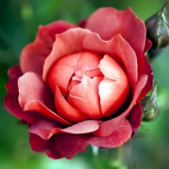 'Hot Chocolate' Rosa X 'Hot Chocolate' (Buketrose) A-Kvalitet,- Barrods Roser Min. 3 Grene -GrønGlæde Salgsbutik p35397 51535 rosa x hot chocolate buketrose 1519