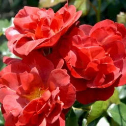 'Hot Chocolate' Rosa X 'Hot Chocolate' (Buketrose) A-Kvalitet,- Barrods Roser Min. 3 Grene -GrønGlæde Salgsbutik p35397 51536 rosa x hot chocolate buketrose 0e7f