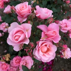 'Sweet Love Forever'™ Rosa X 'Sweet Love Forever'™ (Buketrose) A-Kvalitet,- Barrods Roser Min. 3 Grene -GrønGlæde Salgsbutik p35399 52034 rosa x sweet love forever buketrose 2e9a