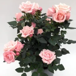 'Sweet Love Forever'™ Rosa X 'Sweet Love Forever'™ (Buketrose) A-Kvalitet,- Barrods Roser Min. 3 Grene -GrønGlæde Salgsbutik p35399 52037 rosa x sweet love forever buketrose 0101