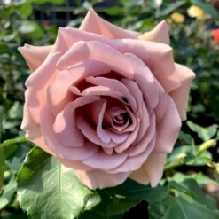 'Koko Loco' Rosa X 'Koko Loco' (Storblomstrende) A-Kvalitet,- Barrods Roser Min. 3 Grene 5 'Koko Loco' Rosa X 'Koko Loco' (Storblomstrende) A-Kvalitet,- Barrods Roser Min. 3 Grene -GrønGlæde Salgsbutik p35400 53305 rosa x koko loco storblomstrende e89a