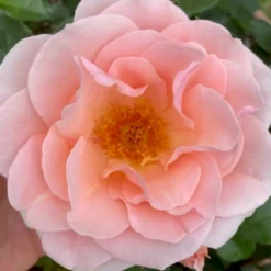 'Royal Estelle'™ Rosa X 'Royal Estelle'™ (Buketrose) A-Kvalitet,- Barrods Roser Min. 3 Grene