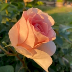 'Royal Estelle'™ Rosa X 'Royal Estelle'™ (Buketrose) A-Kvalitet,- Barrods Roser Min. 3 Grene -GrønGlæde Salgsbutik p35404 51694 rosa x royal estelle buketrose 5ac3