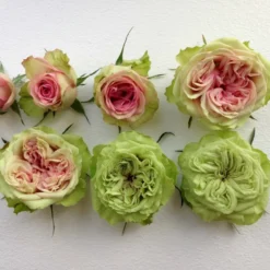 'Loves Me® Tender'™ Rosa X 'Loves Me® Tender'™ (Buketrose) A-Kvalitet,- Barrods Roser Min. 3 Grene -GrønGlæde Salgsbutik p35408 51674 rosa x rosa loves me tender buketrose c01e