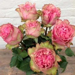 'Loves Me® Tender'™ Rosa X 'Loves Me® Tender'™ (Buketrose) A-Kvalitet,- Barrods Roser Min. 3 Grene -GrønGlæde Salgsbutik p35408 51675 rosa x rosa loves me tender buketrose 7219