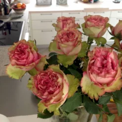 'Loves Me® Tender'™ Rosa X 'Loves Me® Tender'™ (Buketrose) A-Kvalitet,- Barrods Roser Min. 3 Grene -GrønGlæde Salgsbutik p35408 51676 rosa x rosa loves me tender buketrose 3a0a