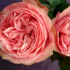 'Loves Me® With Heart And Soul'™ Rosa X 'Loves Me® With Heart And Soul'™ (Buketrose) A-Kvalitet,- Barrods Roser Min. 3 Grene -GrønGlæde Salgsbutik p35409 51684 rosa x rosa loves me with heart and soul buketrose e033