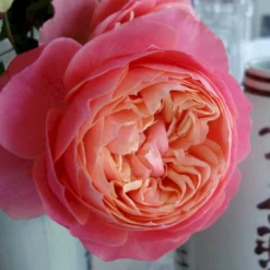 'Loves Me® With Heart And Soul'™ Rosa X 'Loves Me® With Heart And Soul'™ (Buketrose) A-Kvalitet,- Barrods Roser Min. 3 Grene -GrønGlæde Salgsbutik p35409 51685 rosa x rosa loves me with heart and soul buketrose 95ae