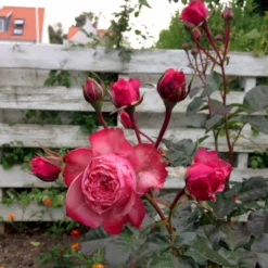'Loves Me® With Heart And Soul'™ Rosa X 'Loves Me® With Heart And Soul'™ (Buketrose) A-Kvalitet,- Barrods Roser Min. 3 Grene -GrønGlæde Salgsbutik p35409 51686 rosa x rosa loves me with heart and soul buketrose bf44