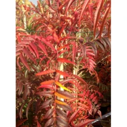 Koreansk Røn 'Dodong' Sorbus Hybrid 'Dodong' Potte 10 Liter 200-250 Cm. -GrønGlæde Salgsbutik p3540 36460 sorbus hybrid dodong b826