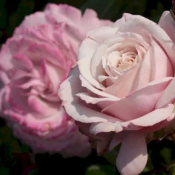 'Rosenfaszination'® Rosa X 'Rosenfaszination'® (Buketrose) A-Kvalitet,- Barrods Roser Min. 3 Grene -GrønGlæde Salgsbutik p35410 53639 rosa x rosenfaszination buketrose db22