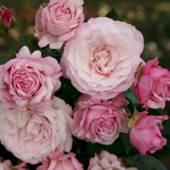 'Rosenfaszination'® Rosa X 'Rosenfaszination'® (Buketrose) A-Kvalitet,- Barrods Roser Min. 3 Grene -GrønGlæde Salgsbutik p35410 53640 rosa x rosenfaszination buketrose 030b