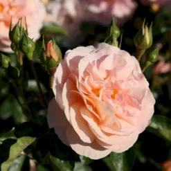 'Sangerhäuser Jubiläumsrose'® Rosa X 'Sangerhäuser Jubiläumsrose'® (Buketrose) A-Kvalitet,- Barrods Roser Min. 3 Grene